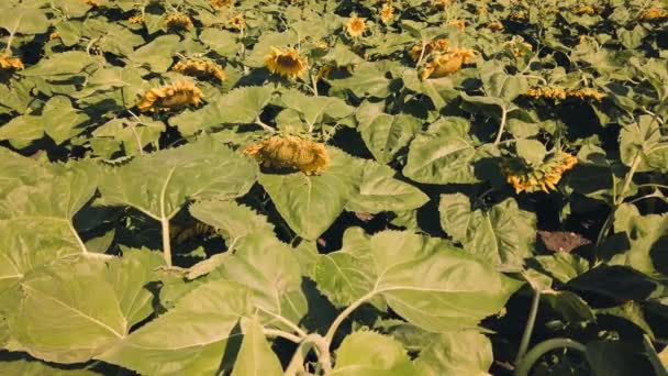Domeniul Agricol Floarea Soarelui Impuscaturi Timpul Verii Tara — Videoclip de stoc