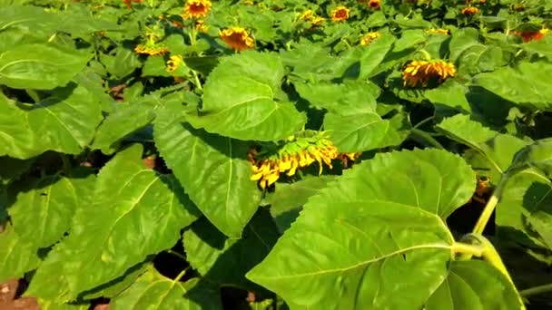 Campo Agrícola Girasoles Tiro Verano Campo — Vídeos de Stock