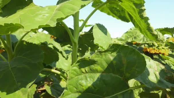 Agricultural Field Sunflowers Shooting Summer Countryside — 비디오