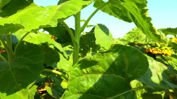 Landbouwgebied Van Zonnebloemen Schieten Zomer Het Platteland — Stockvideo