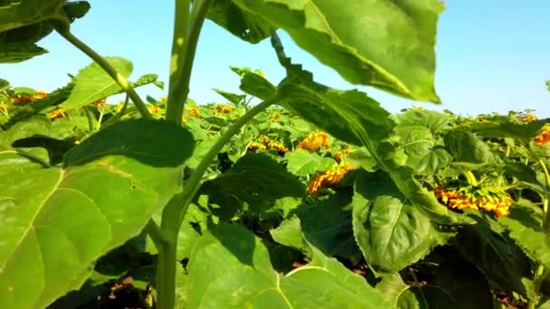 Landwirtschaftliche Feld Von Sonnenblumen Dreharbeiten Sommer Auf Dem Land — Stockvideo