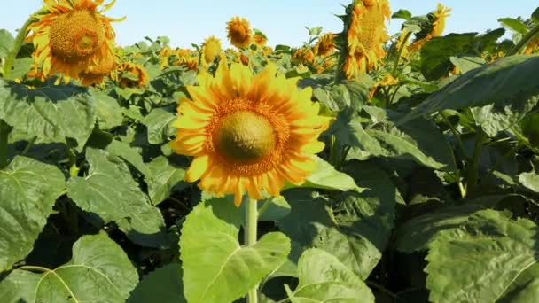 Landwirtschaftliche Feld Von Sonnenblumen Dreharbeiten Sommer Auf Dem Land — Stockvideo
