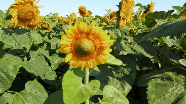 Campo Agrícola Girasoles Tiro Verano Campo — Vídeos de Stock