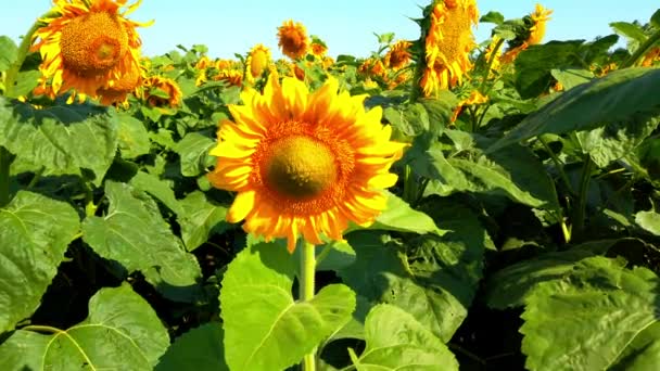 Campo Agrícola Girassóis Tiro Verão Campo — Vídeo de Stock