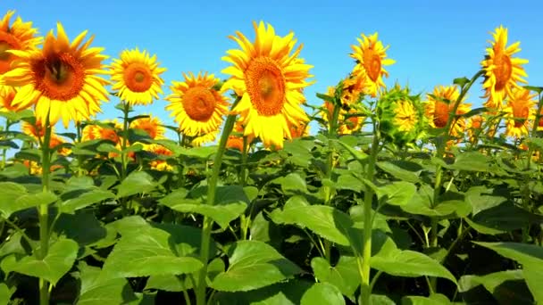 Campo Agrícola Girasoles Tiro Verano Campo — Vídeo de stock