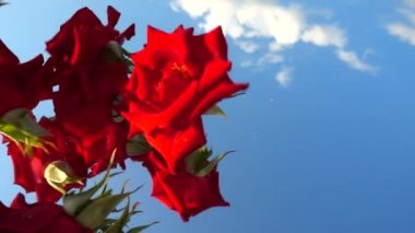 Gökyüzüne doğru düşen kırmızı bir gülün tomurcukları. Yavaş çekim.
