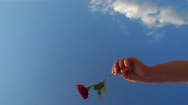 Fallende Rosen Gegen Den Himmel Zeitlupe — Stockvideo