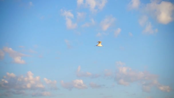 Flight Måsar Över Havet Långsamma Rörelser — Stockvideo