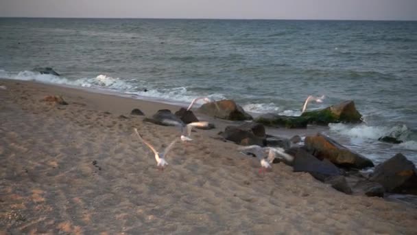 Voo Gaivotas Sobre Mar Movimento Lento — Vídeo de Stock