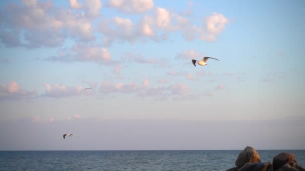 Denizin Üzerinde Martılar Uçuşuyor Yavaş Çekim — Stok video