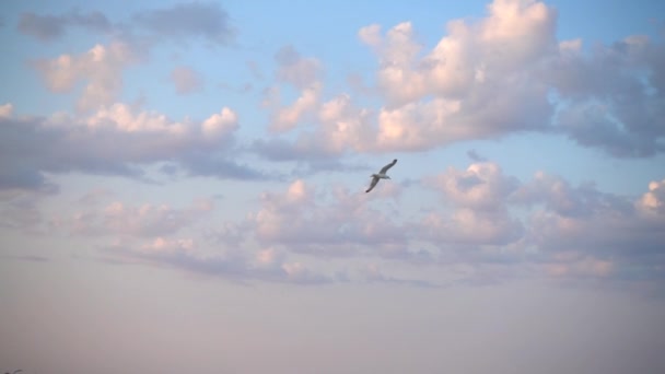 Vuelo Gaviotas Sobre Mar Movimiento Lento — Vídeos de Stock