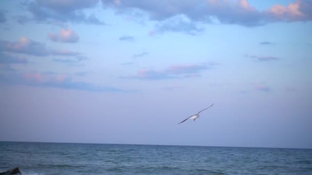 Vuelo Gaviotas Sobre Mar Movimiento Lento — Vídeos de Stock