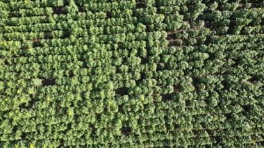 Ayçiçeği tarlasının üzerinde uçan bir dron görüntüsü. Kırsal tarım arazisi.