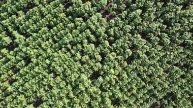 Ayçiçeği tarlasının üzerinde uçan bir dron görüntüsü. Kırsal tarım arazisi.