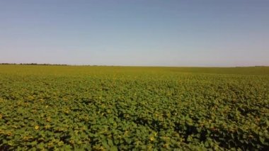 Ayçiçeği tarlasının üzerinde uçan bir dron görüntüsü. Kırsal tarım arazisi.