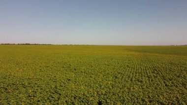 Ayçiçeği tarlasının üzerinde uçan bir dron görüntüsü. Kırsal tarım arazisi.