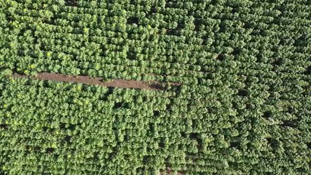 Luchtfoto Van Een Drone Die Het Zonnebloemenveld Vliegt Landelijk Landbouwlandschap — Stockvideo