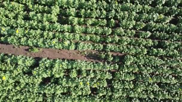 Pandangan Pesawat Tak Berawak Terbang Atas Ladang Bunga Matahari Lanskap — Stok Video