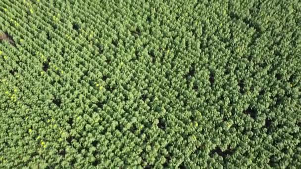 Widok Lotu Drona Nad Polem Słonecznikowym Krajobraz Rolny Obszarów Wiejskich — Wideo stockowe