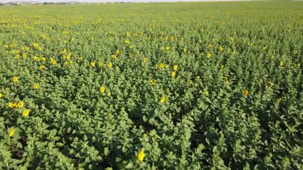 Aerial Drone View Flying Sunflower Field Rural Agricultural Landscape — Stock Video