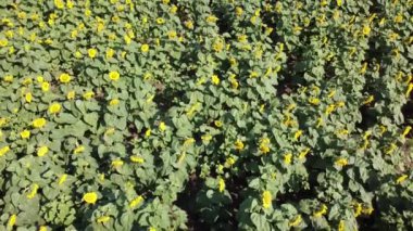 Ayçiçeği tarlasının üzerinde uçan bir dron görüntüsü. Kırsal tarım arazisi.