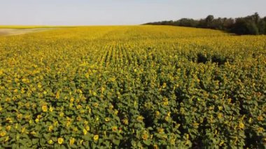 Ayçiçeği tarlasının üzerinde uçan bir dron görüntüsü. Kırsal tarım arazisi.
