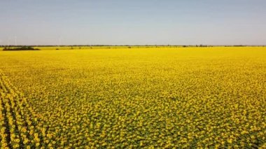 Ayçiçeği tarlasının üzerinde uçan bir dron görüntüsü. Kırsal tarım arazisi. Ufukta rüzgar türbinleri var. Yel değirmeni. Rüzgar çiftliği.