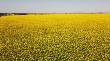 Ayçiçeği tarlasının üzerinde uçan bir dron görüntüsü. Kırsal tarım arazisi.