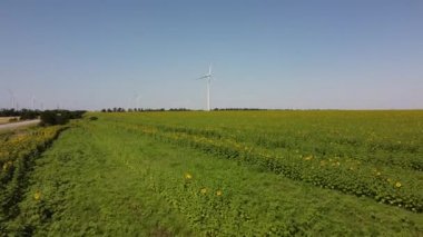 Rüzgar türbini ve tarımsal alanların üzerinde uçan bir dron görüntüsü. Ayçiçeği tarlası. Yel değirmeni. Rüzgar çiftliği.
