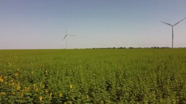 Rüzgar türbini ve tarımsal alanların üzerinde uçan bir dron görüntüsü. Ayçiçeği tarlası. Yel değirmeni. Rüzgar çiftliği.