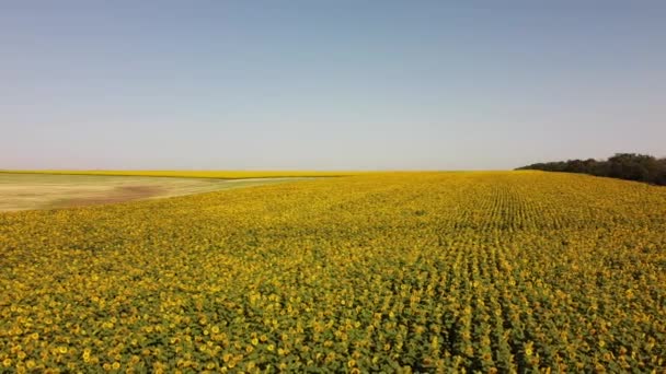 Drohnenaufnahme Eines Fluges Über Das Sonnenblumenfeld Ländliche Agrarlandschaft — Stockvideo