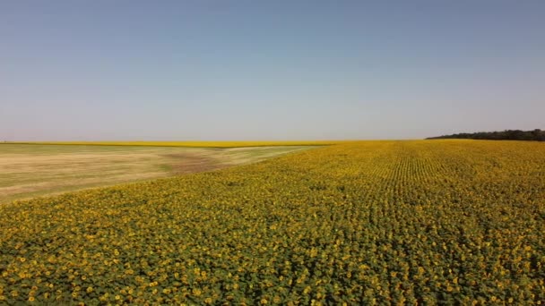 มมองโดรนทางอากาศของการบ นเหน อสนามดอกทานตะว การเกษตรชนบท — วีดีโอสต็อก