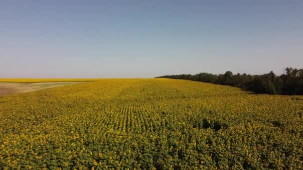 Vista Aérea Drone Voo Sobre Campo Girassol Paisagem Agrícola Rural — Vídeo de Stock