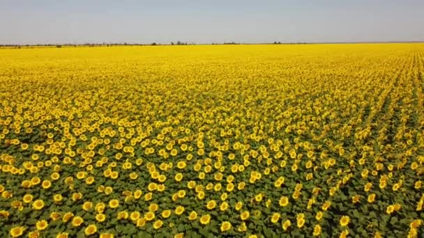 Veduta Aerea Drone Volo Sopra Campo Girasole Paesaggio Agricolo Rurale — Video Stock