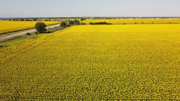 Drohnenaufnahme Eines Fluges Über Das Sonnenblumenfeld Ländliche Agrarlandschaft Windräder Horizont — Stockvideo
