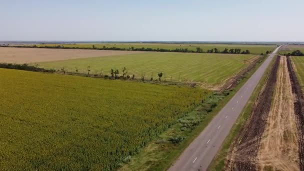 Vista Aérea Drone Voo Sobre Campo Girassol Paisagem Agrícola Rural — Vídeo de Stock