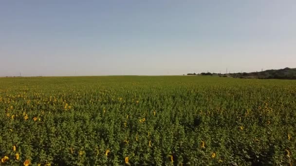 Drohnenaufnahme Eines Fluges Über Das Sonnenblumenfeld Ländliche Agrarlandschaft — Stockvideo