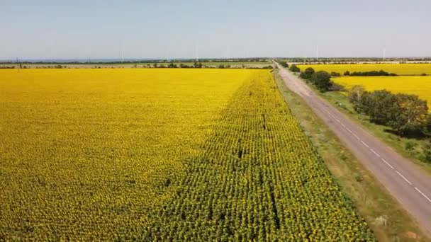 Ayçiçeği Tarlasının Üzerinde Uçan Bir Dron Görüntüsü Kırsal Tarım Arazisi — Stok video