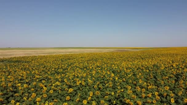Drohnenaufnahme Eines Fluges Über Das Sonnenblumenfeld Ländliche Agrarlandschaft — Stockvideo