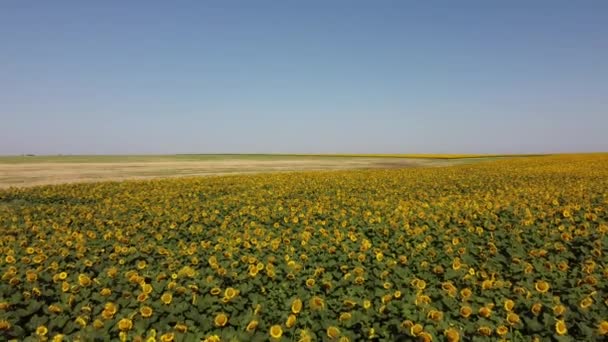 Вид Повітряний Безпілотник Летить Над Соняшниковим Полем Сільськогосподарський Ландшафт — стокове відео