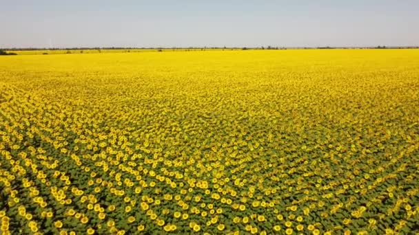 Drohnenaufnahme Eines Fluges Über Das Sonnenblumenfeld Ländliche Agrarlandschaft Windräder Horizont — Stockvideo