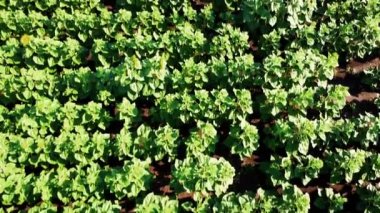 Ayçiçeği tarlasının üzerinde uçan bir dron görüntüsü. Kırsal tarım arazisi.