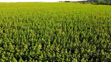 Ayçiçeği tarlasının üzerinde uçan bir dron görüntüsü. Kırsal tarım arazisi.