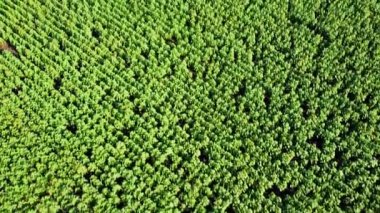 Ayçiçeği tarlasının üzerinde uçan bir dron görüntüsü. Kırsal tarım arazisi.