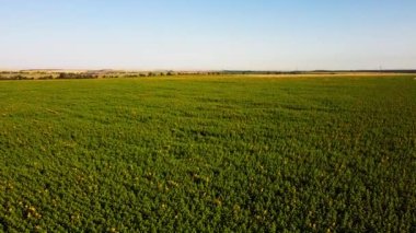 Ayçiçeği tarlasının üzerinde uçan bir dron görüntüsü. Kırsal tarım arazisi.