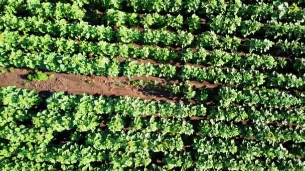 Luchtfoto Van Een Drone Die Het Zonnebloemenveld Vliegt Landelijk Landbouwlandschap — Stockvideo