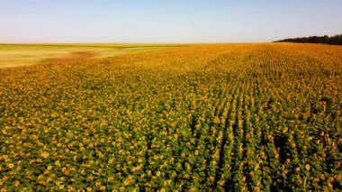Ayçiçeği tarlasının üzerinde uçan bir dron görüntüsü. Kırsal tarım arazisi.