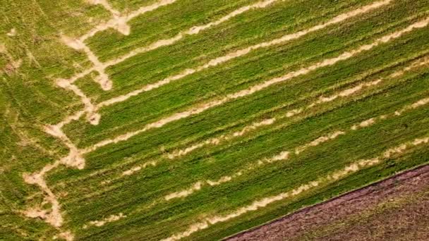 Vista Aérea Del Avión Tripulado Vuelo Sobre Paisaje Agrícola Rural — Vídeo de stock