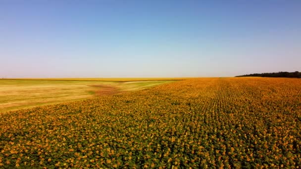 Vista Aérea Drone Voo Sobre Campo Girassol Paisagem Agrícola Rural — Vídeo de Stock