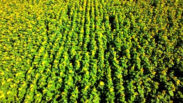 Vista Aérea Avión Tripulado Volando Sobre Campo Girasol Paisaje Rural — Vídeos de Stock